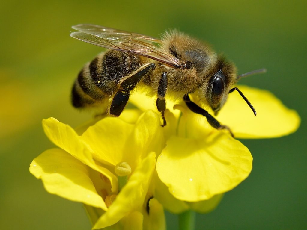 Apis mellifera