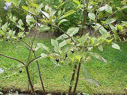 Atropa belladonna