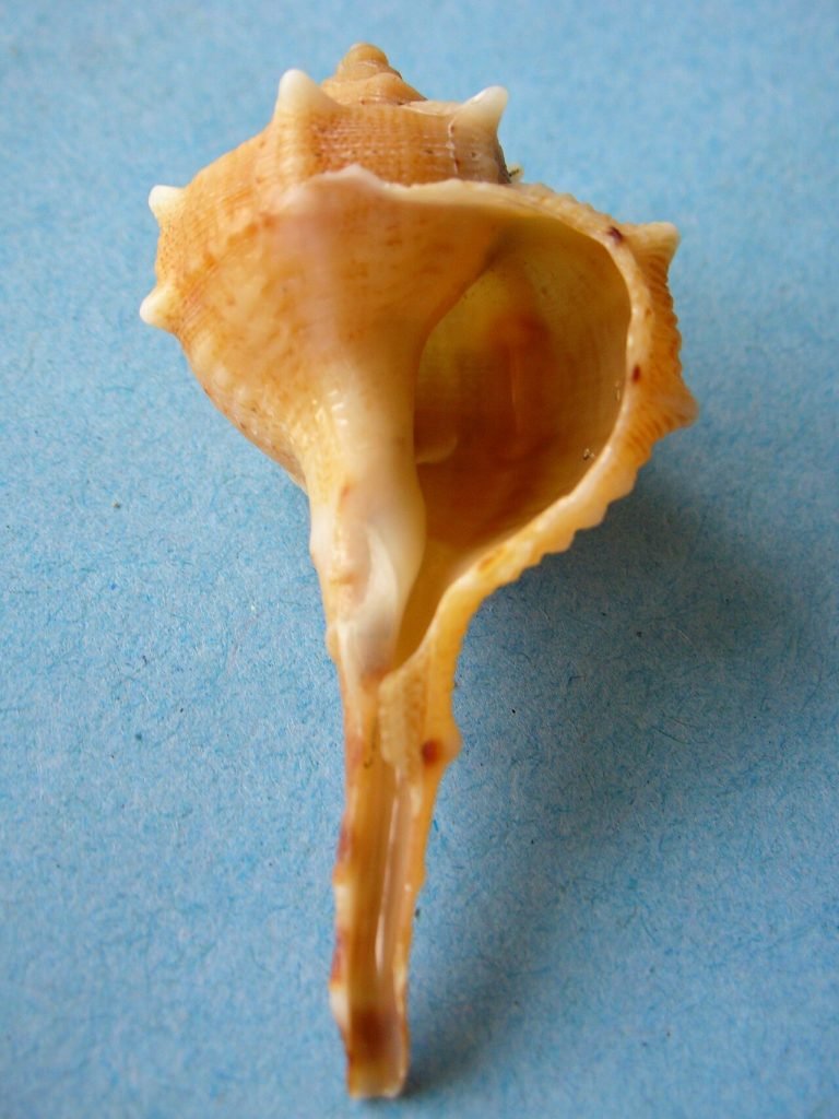 Bolinus brandaris