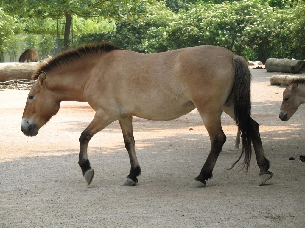 Caballo de Przewalski