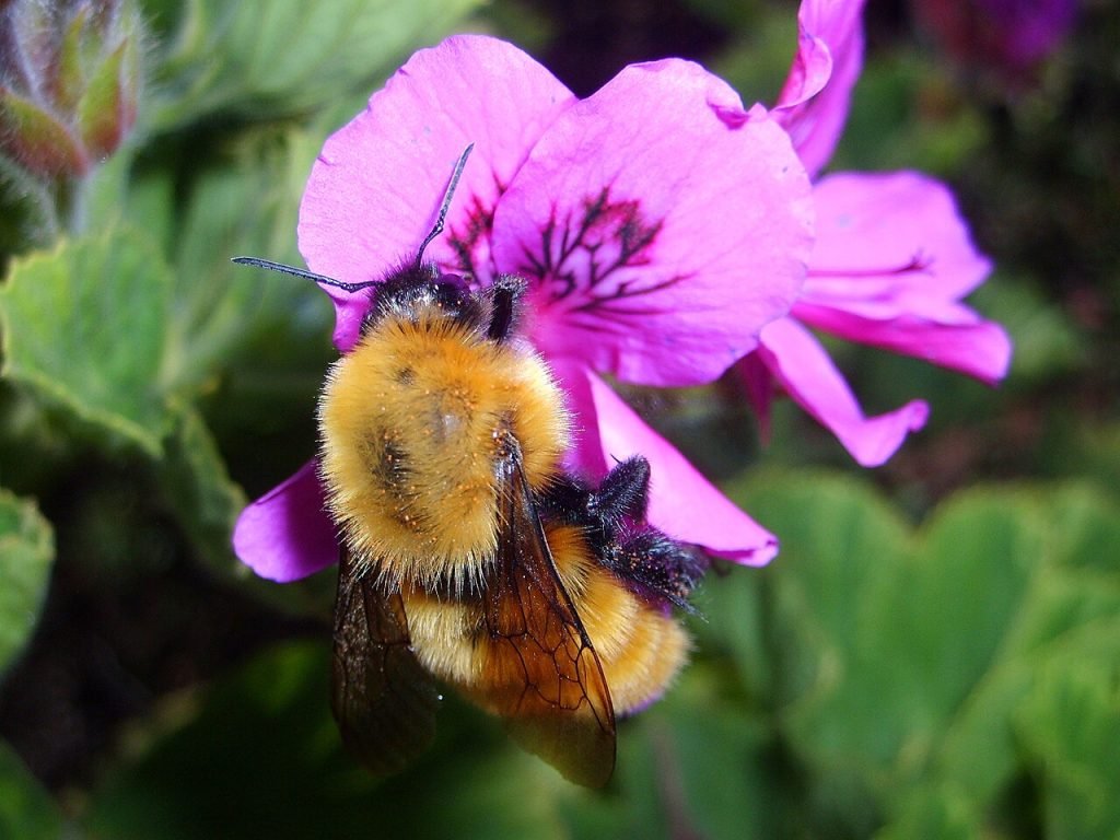 El mito de la abeja que ‘no debería volar’ (y cómo vuela en realidad)