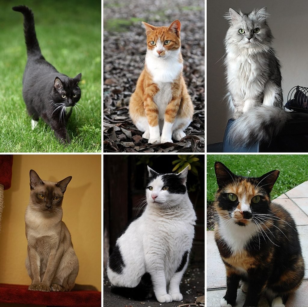 La física acrobática de los gatos: por qué (casi) siempre caen de pie