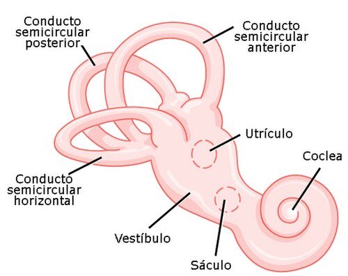 Oído interno