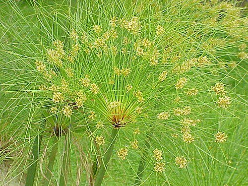 Papiro