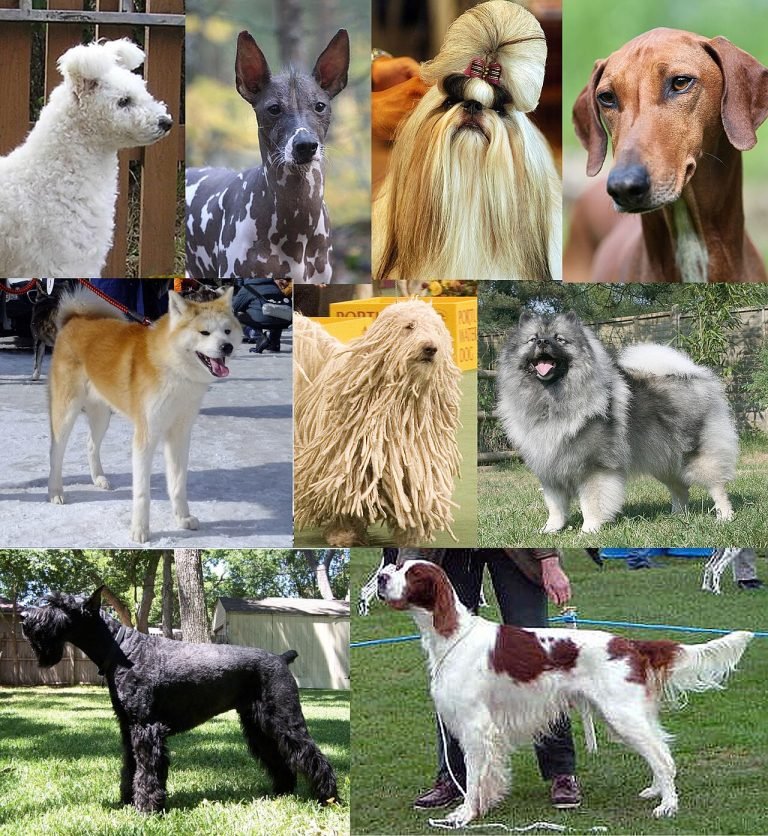 Por qué tu perro ladra a unos desconocidos y a otros los recibe como amigos