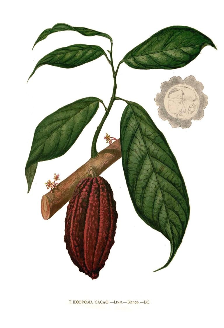 Sal, cacao y piedras gigantes: cuando el dinero no era dinero