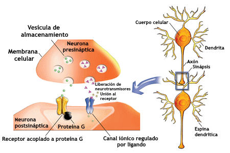 Sinapsis