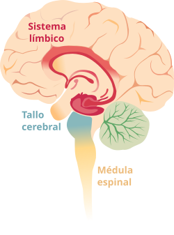 Sistema límbico