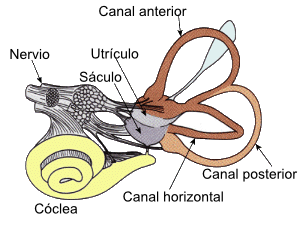 Sistema vestibular