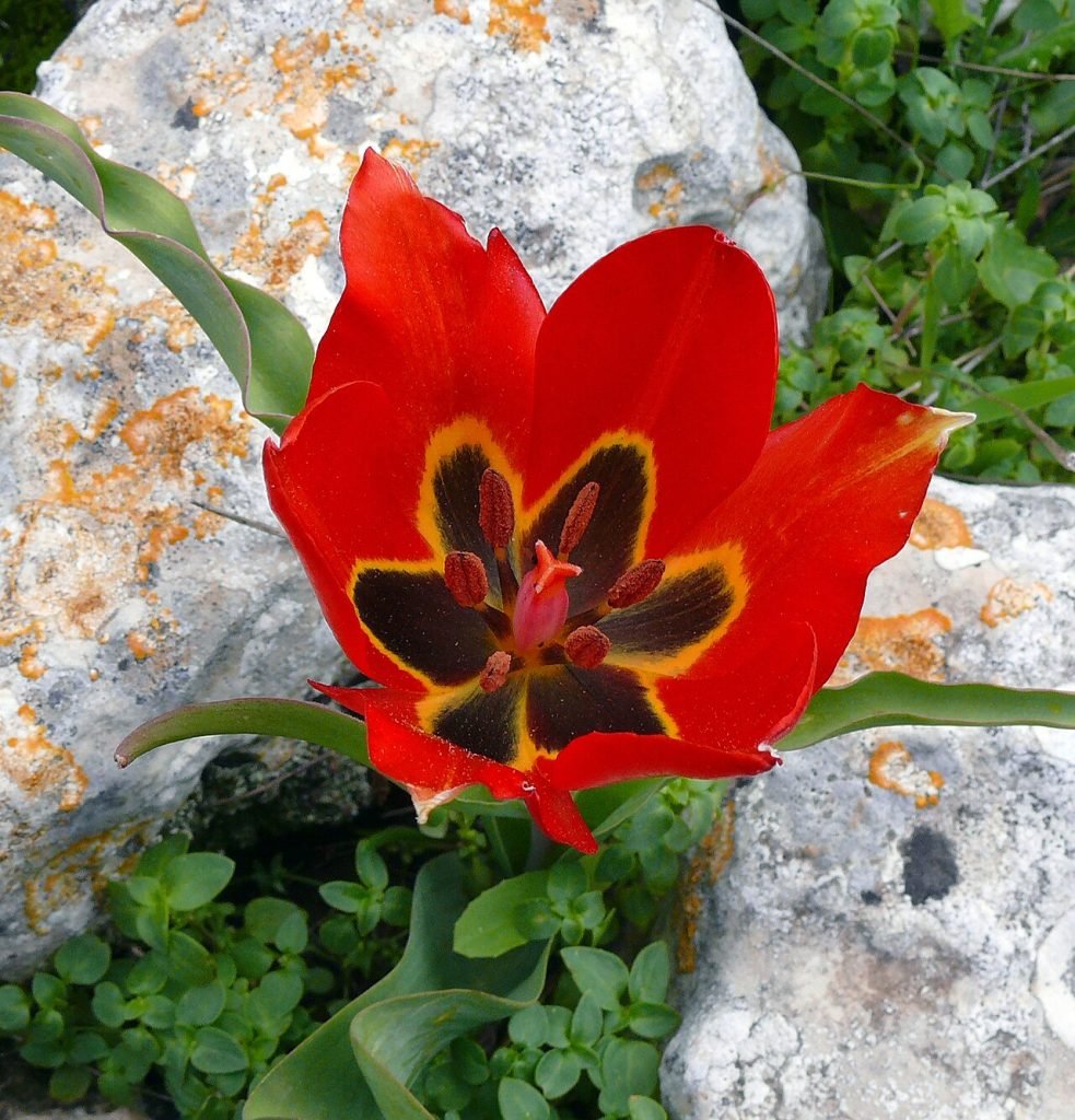 Tulipa