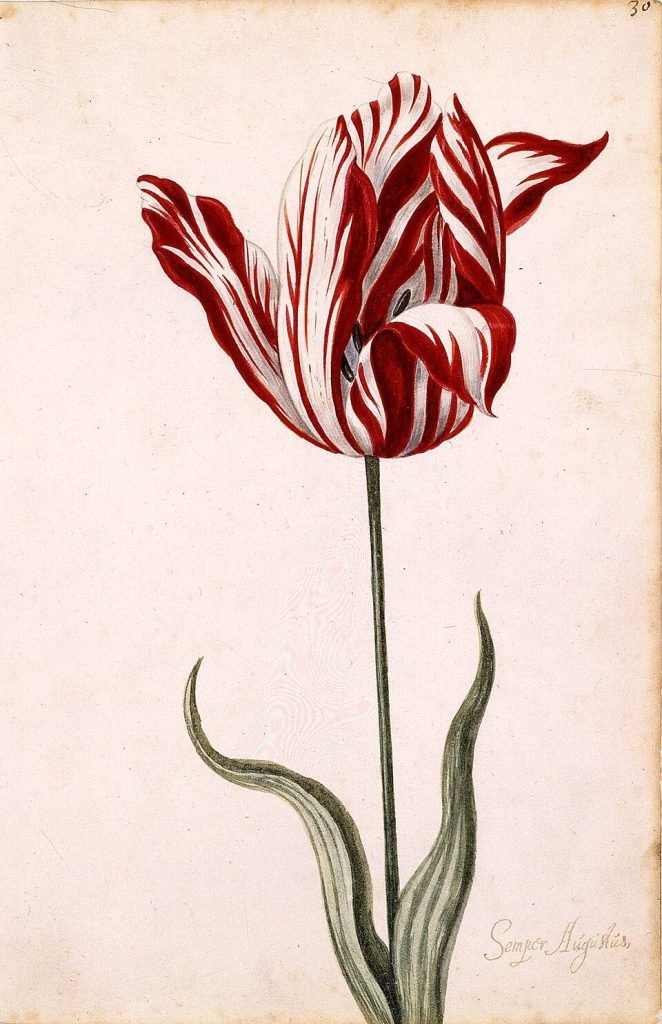 Tulipomanía: cuando un bulbo de flor costaba más que una casa junto a los canales