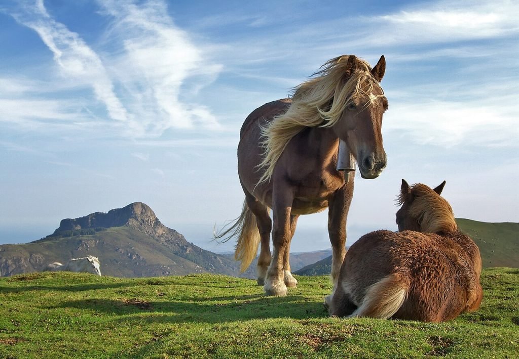 ¿Y si nunca hubiéramos domesticado el caballo? El animal que reescribió la historia