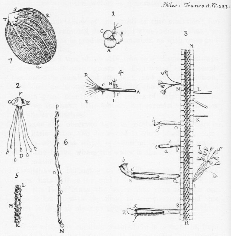 Dibujos de animálculos observados por Anton van Leeuwenhoek publicados en las Philosophical Transactions