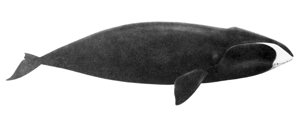 Ilustración científica de una ballena boreal (Balaena mysticetus), la especie de mamífero con la esperanza de vida más larga conocida, más de doscientos años