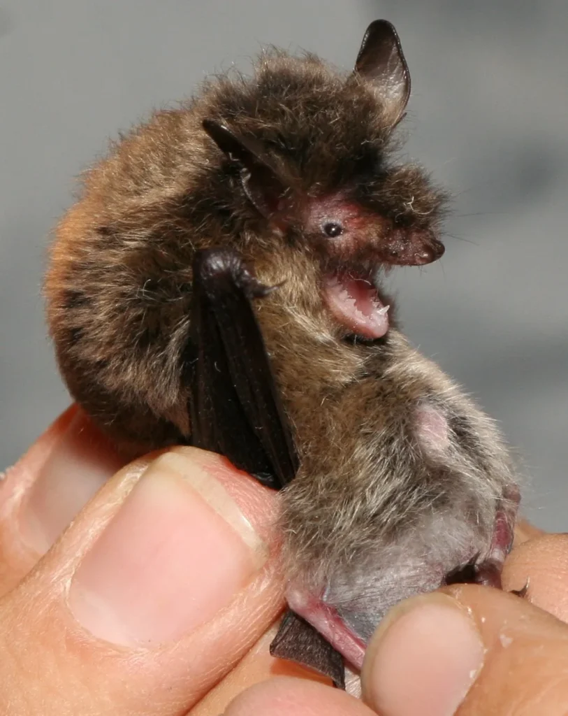 Un murciélago Myotis brandtii, una especie que puede vivir más de 40 años pese a pesar apenas unos gramos, muy por encima de lo esperable para su tamaño