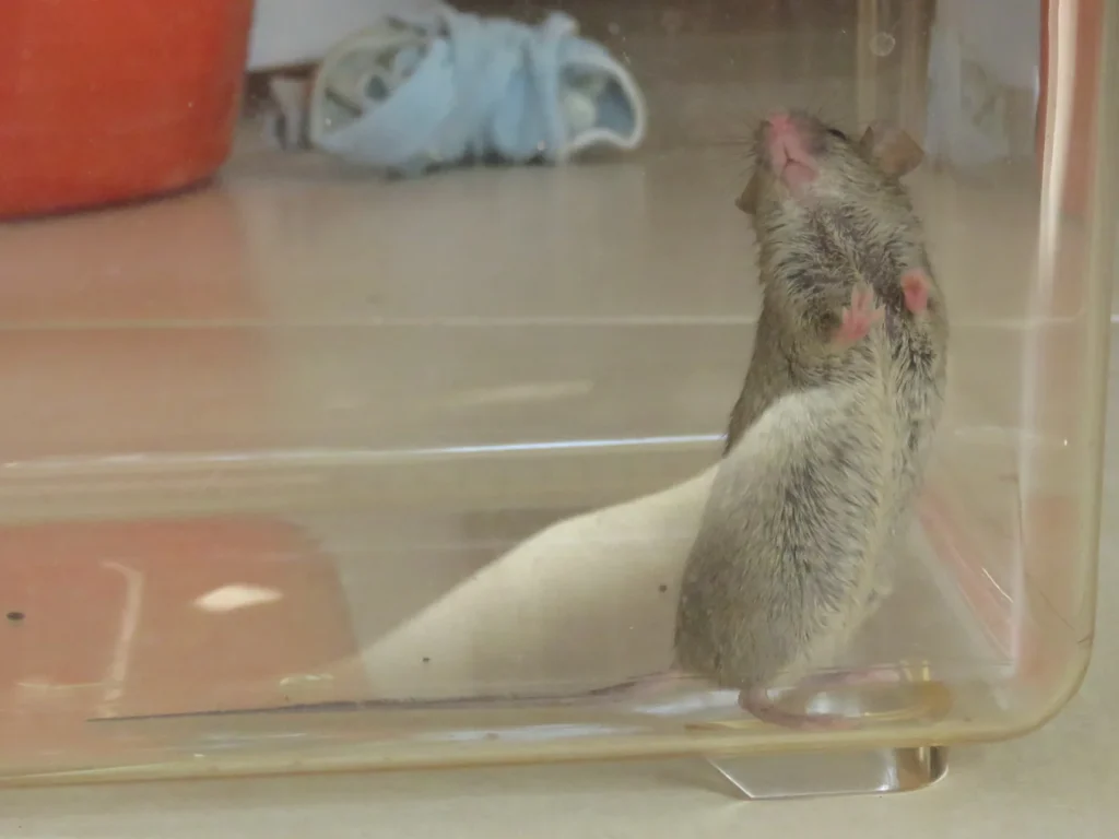 Un ratón común (Mus musculus): con un tamaño similar al de muchos murciélagos longevos, vive en promedio solo dos o tres años