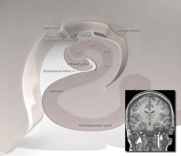 El hipocampo, con el giro dentado señalado: una de las dos zonas del cerebro adulto donde nacen neuronas nuevas