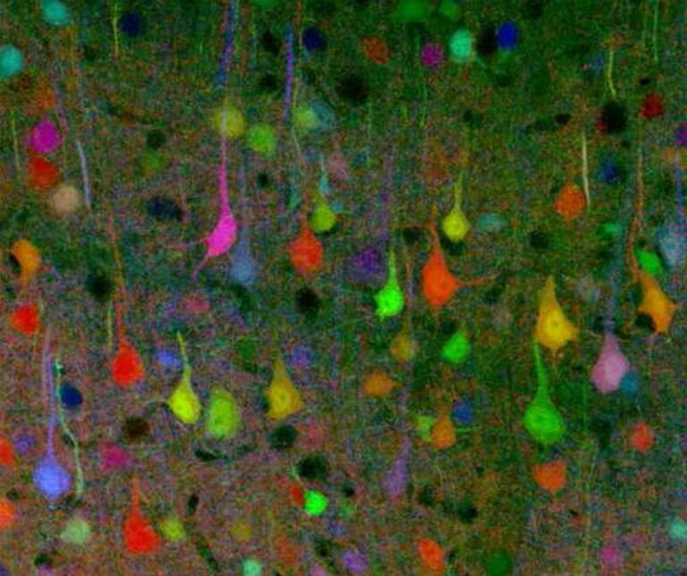 El sistema glinfático: así limpia tu cerebro mientras duermes