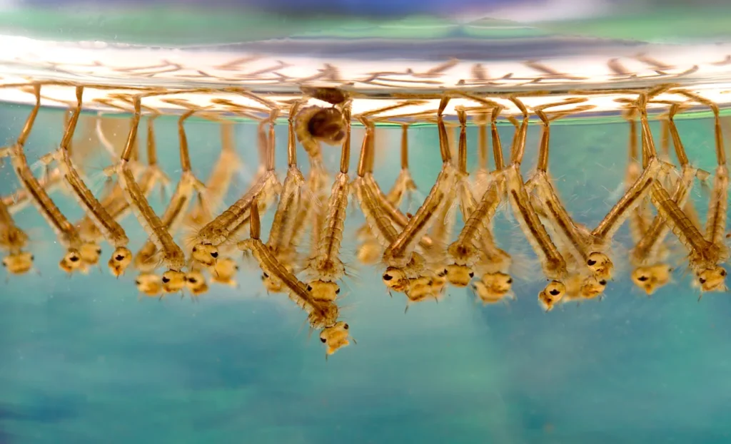 Larvas de mosquito colgando de la superficie del agua, la etapa acuática de su ciclo de vida donde suelen servir de alimento a peces y aves