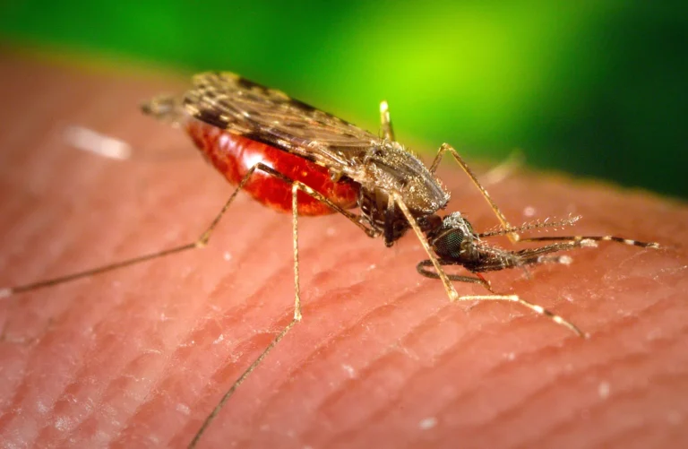 Para qué sirven los mosquitos (y qué pasaría si desaparecieran)