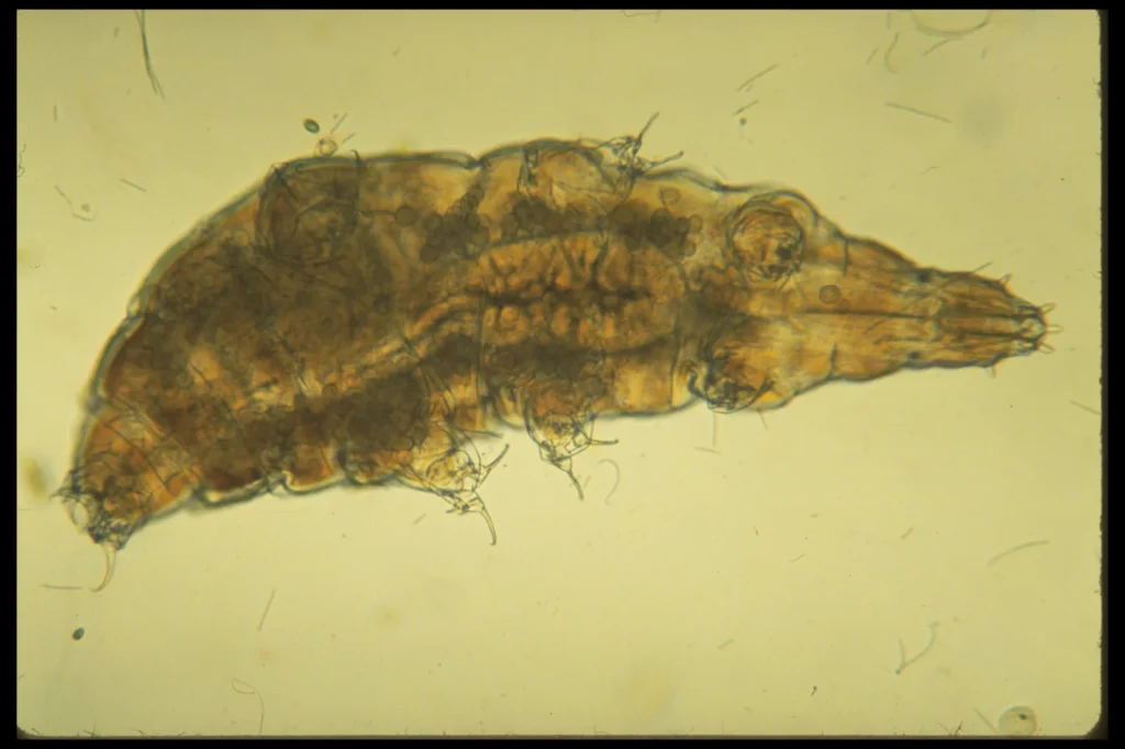 Fotografía al microscopio de un tardígrado, el filo de animales conocido por su extrema resistencia a condiciones ambientales