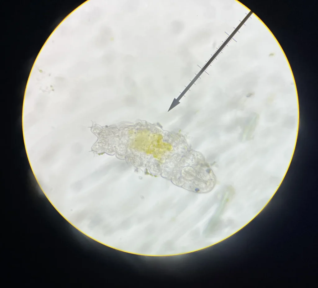 Un tardígrado visto a través de un microscopio óptico junto a una escala de medición, mostrando lo diminuto que es este animal (apenas medio milímetro de largo)