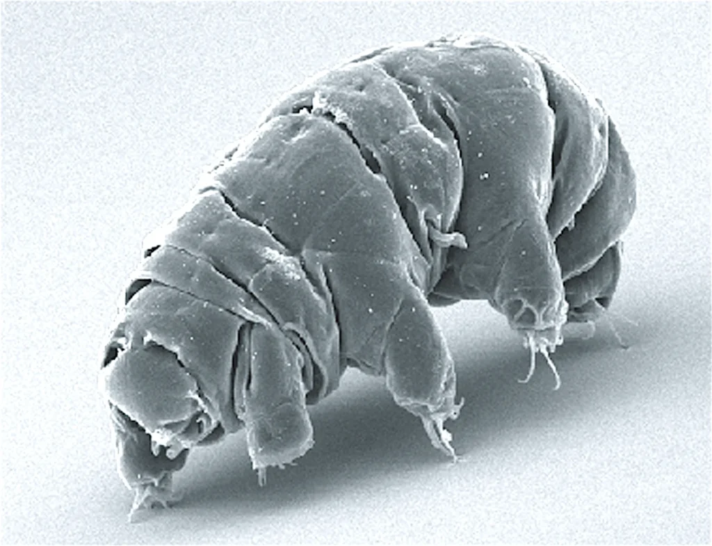 Imagen de microscopio electrónico de barrido de un tardígrado (Milnesium tardigradum), mostrando su característico cuerpo segmentado y sus ocho patas con garras