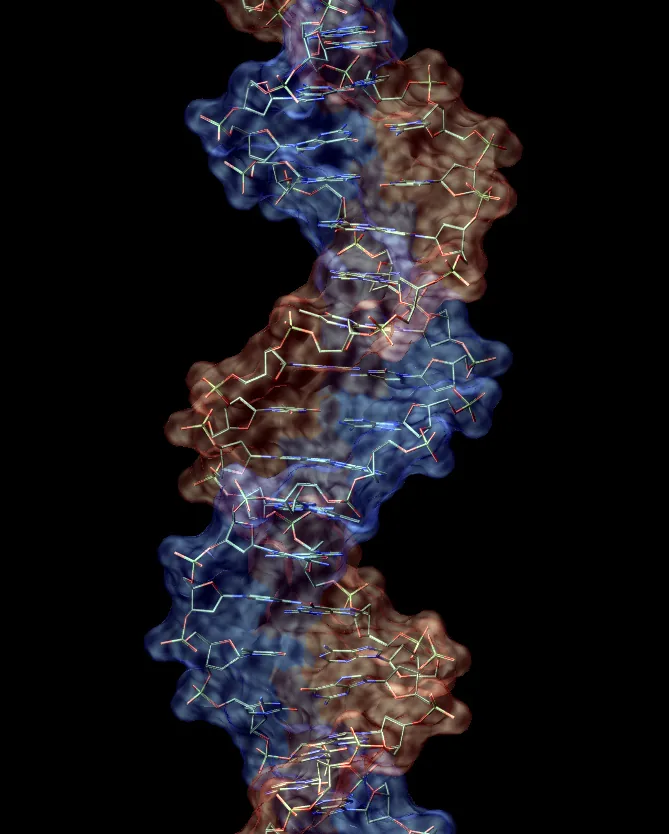 Modelo tridimensional de la doble hélice de ADN: los cambios químicos sobre esta misma molécula, no en su secuencia, son la base de los relojes epigenéticos usados para medir la edad biológica
