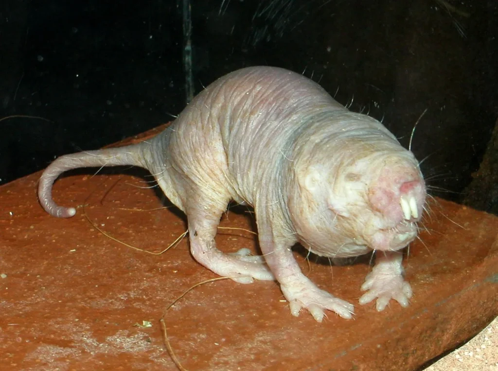 Una rata topo desnuda: vive hasta 30 años, mucho más que roedores de tamaño similar, y apenas muestra signos de envejecimiento ni predisposición al cáncer