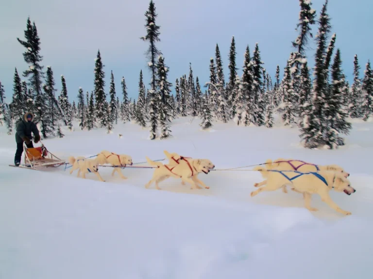 Perros de trineo tirando de un trineo en la nieve: una de las razas que conserva un aspecto más cercano al de los lobos ancestrales