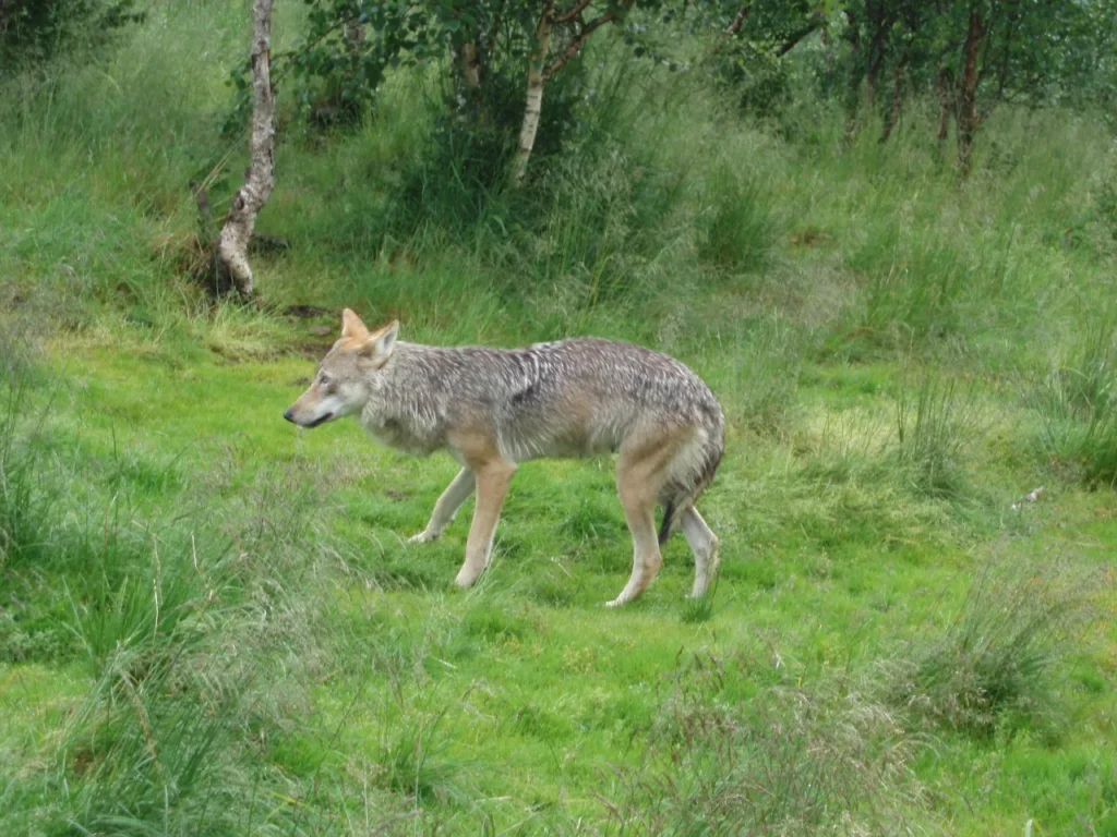 Un lobo gris en libertad: el pariente vivo más cercano del perro, aunque no su antepasado directo