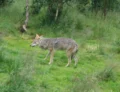 La domesticación del perro: cómo un lobo extinto se convirtió en tu mejor amigo